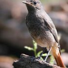 The Living Forest (590) : Black Redstart