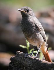The Living Forest (590) : Black Redstart