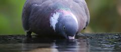 The Living Forest (591) : Thirsty wood pigeon