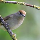 The Living Forest (592) : Blackcap