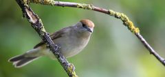 The Living Forest (592) : Blackcap