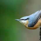 The Living Forest (594) : Nuthatch