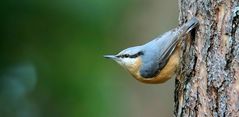 The Living Forest (594) : Nuthatch