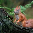 The Living Forest (595) : Red Squirrel