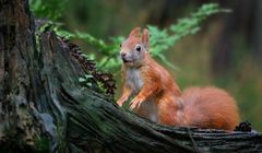 The Living Forest (595) : Red Squirrel