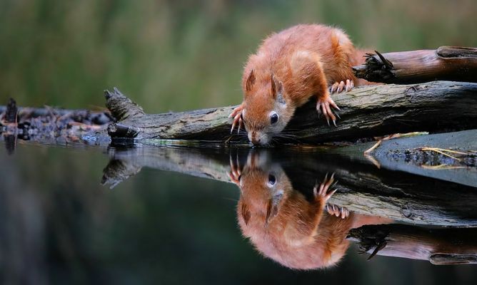 The Living Forest (596) : Thirsty squirrel