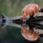 The Living Forest (596) : Thirsty squirrel