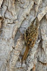 The Living Forest (597) : Short-toed treecreeper