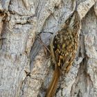 The Living Forest (597) : Short-toed treecreeper