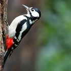 The Living Forest (598) : Great Spotted Woodpecker