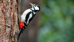 The Living Forest (598) : Great Spotted Woodpecker