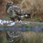 The Living Forest (599) : Buzzard