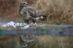 The Living Forest (599) : Buzzard