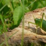 The Living Forest (6) : Long-horned Grasshopper