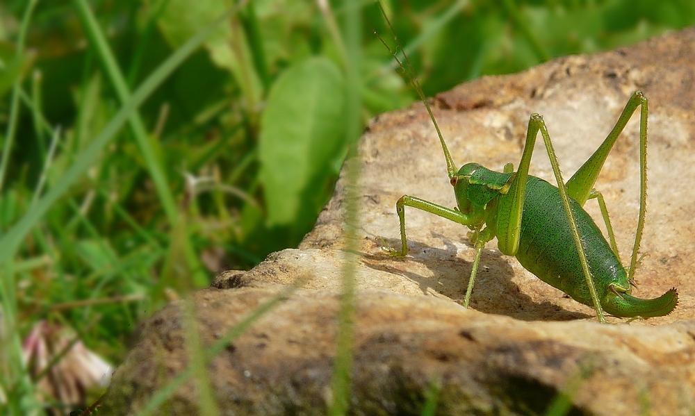 The Living Forest (6) : Long-horned Grasshopper