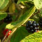 The Living Forest (60) : Blackberries