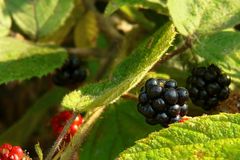 The Living Forest (60) : Blackberries