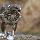 The Living Forest (600) : Buzzard