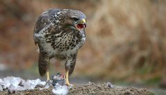 The Living Forest (600) : Buzzard