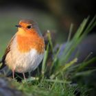 The Living Forest (601) : Robin