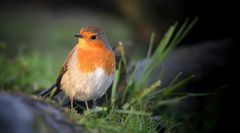 The Living Forest (601) : Robin