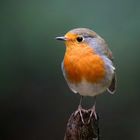 The Living Forest (602) : Robin