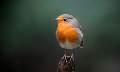 The Living Forest (602) : Robin
