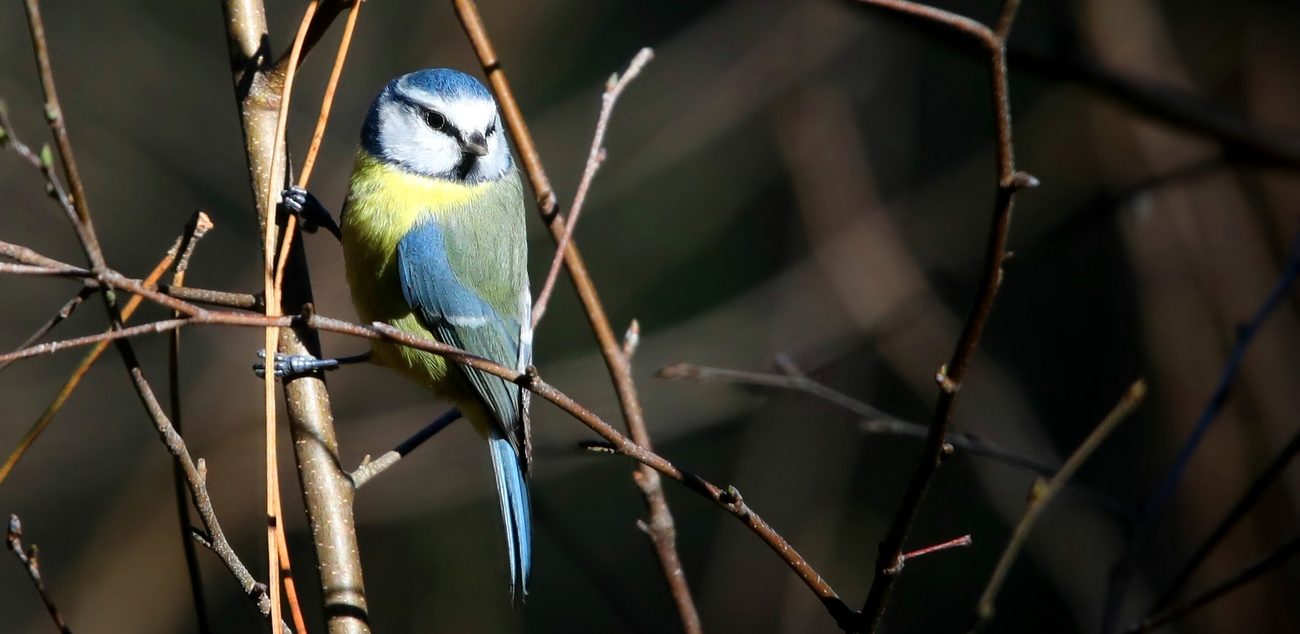 The Living Forest (603) : Blue Tit