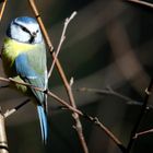 The Living Forest (603) : Blue Tit