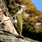The Living Forest (604) : Green Woodpecker