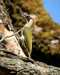 The Living Forest (604) : Green Woodpecker