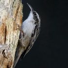 The Living Forest (605) : Short-toed treecreeper