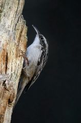 The Living Forest (605) : Short-toed treecreeper