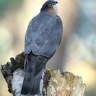 The Living Forest (606) : Sparrowhawk