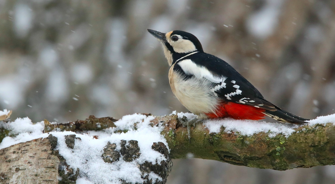 The Living Forest (607) : Great Spotted Woodpecker