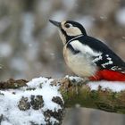 The Living Forest (607) : Great Spotted Woodpecker