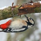 The Living Forest (608) : Great Spotted Woodpecker