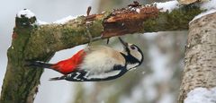 The Living Forest (608) : Great Spotted Woodpecker