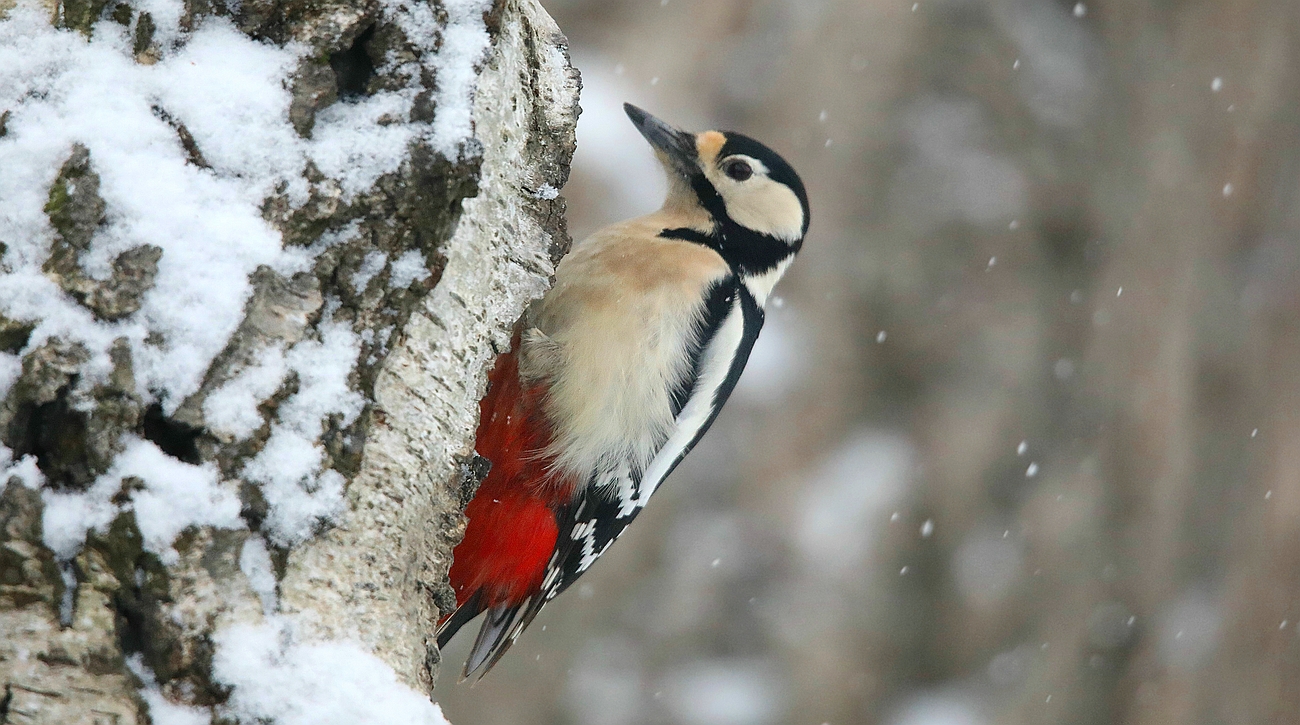 The Living Forest (609) : Great Spotted Woodpecker