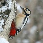 The Living Forest (609) : Great Spotted Woodpecker