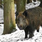 The Living Forest (610) : Wild Boar