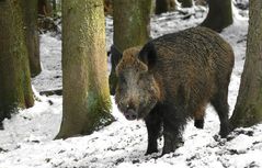 The Living Forest (610) : Wild Boar