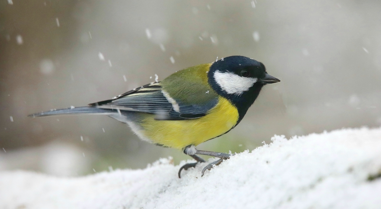 The Living Forest (611) : Great Tit