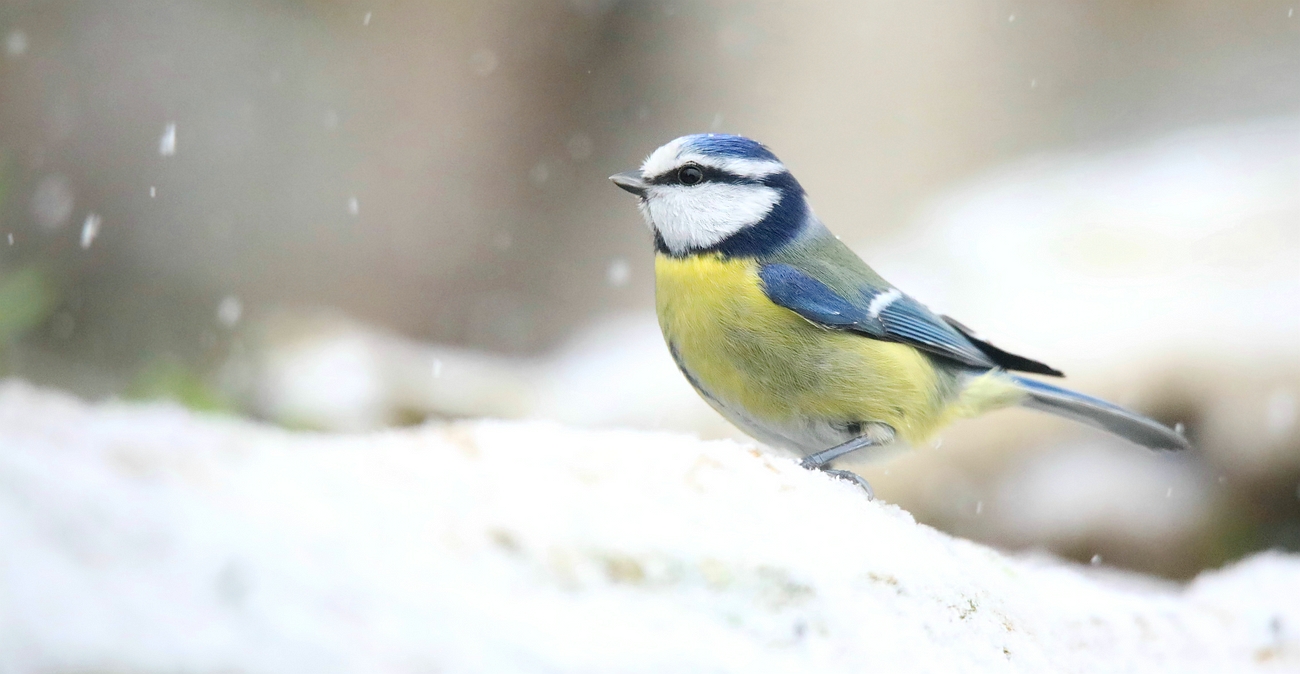 The Living Forest (612) : Blue Tit