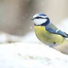 The Living Forest (612) : Blue Tit