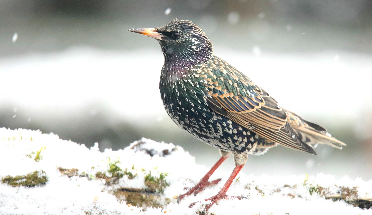 The Living Forest (613) : Starling 