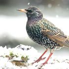 The Living Forest (613) : Starling 