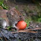 The Living Forest (614) : Bank Vole