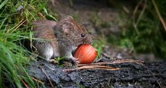 The Living Forest (614) : Bank Vole