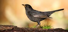 The Living Forest (615) : Blackbird